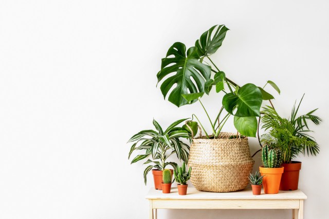 How Environmental Conditions Affect the Way Plants Grow