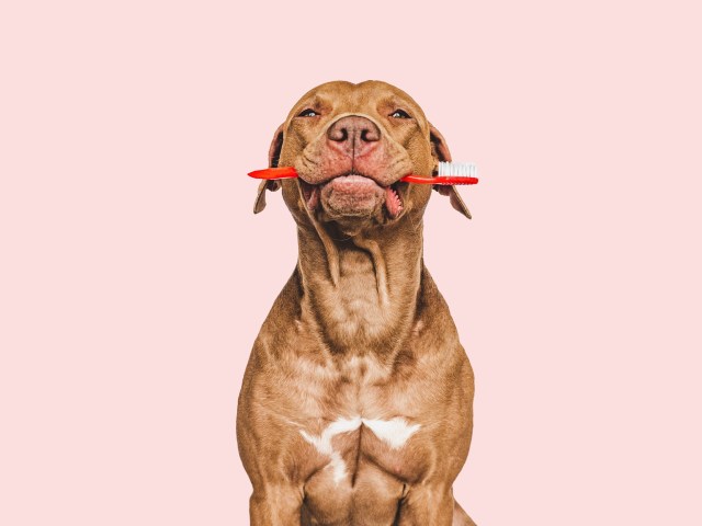 The Science of Animal Behavior: What Your Pet is Trying to Tell You